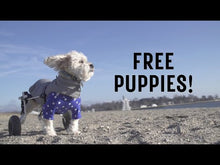 Load and play video in Gallery viewer, Free Puppies (2022)
